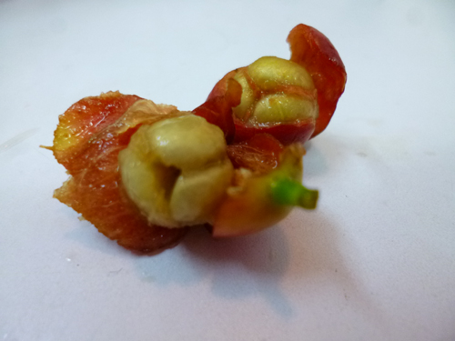 三つ子が仲良く顔をそろえています。