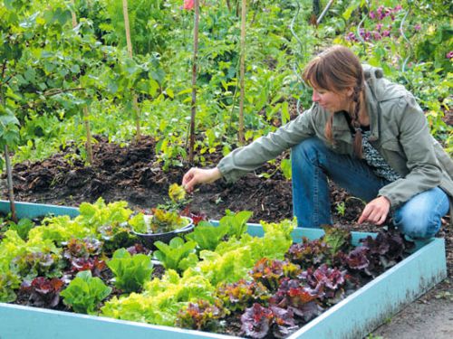 家庭菜園でハーブを育てている女性。
