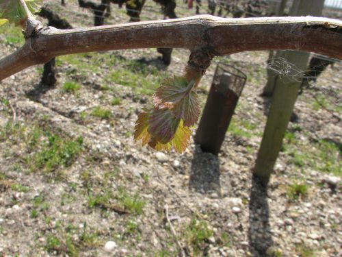 メルロー種のつぼみ