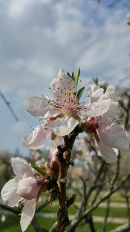 家の周りには、桜や梅などが次々咲きました