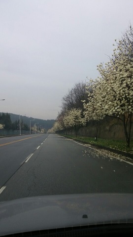 4月初旬、近所の木蓮並木も満開