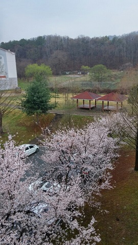 自宅のアパートからも桜並木が見られます