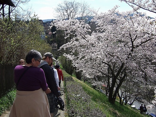 満開のソメイヨシノに見とれつつ、なかなか足が前に進みません！（笑）