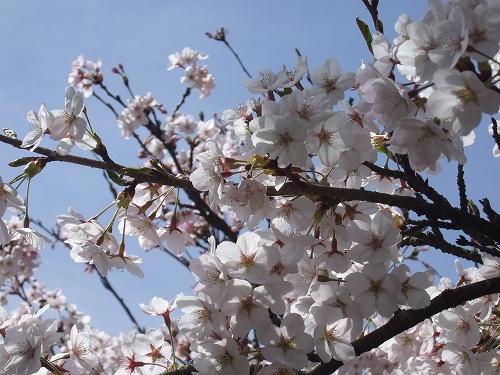 この画像には写っていませんが、ハチたちも忙しく花から花へと飛び回っていましたよ！