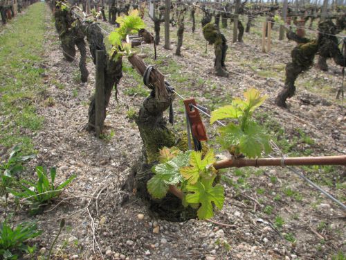 つぼみが開いて元気いっぱいです！