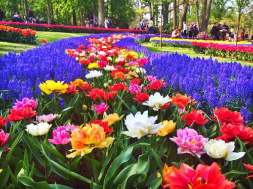 チューリップの種類の多さにも感嘆。