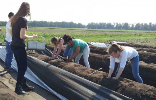 アスパラガスの収獲を手伝う地元の中学生たち。