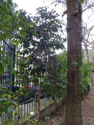 サンパウロ市内の公園に植えられたたコーヒーの木