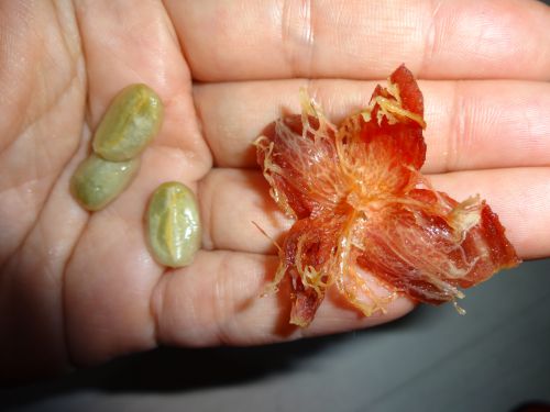 繊維の多いコーヒーの果実と中の種子