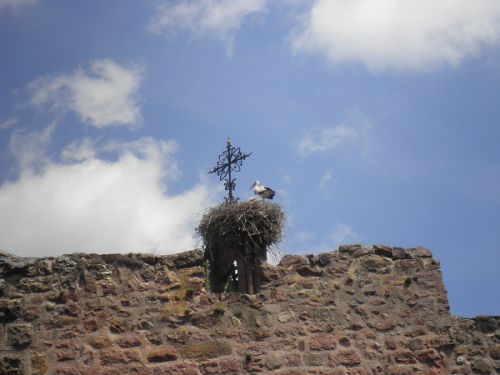 人工的な巣台が設置されています