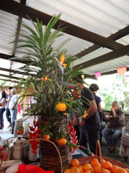 訪れた農園のフェスタ・ジュニーナで収穫されて飾られたポンカン