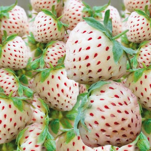 白いイチゴも、スーパーで人気を博している。