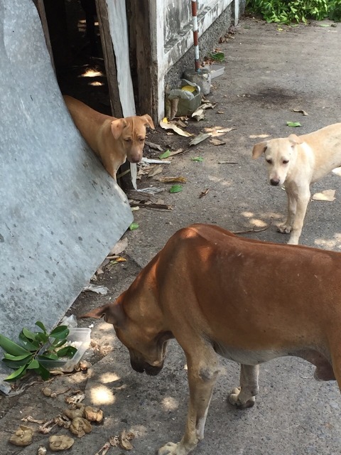 我が家は残飯が出ないので、レバーや骨をあげています。ボス犬が食べている間、ちびたちはじっと我慢