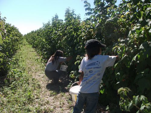 楽しいラズベリー摘み。大粒でジューシーなのがＢＣ産の魅力