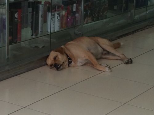 ほどほどにするだワン