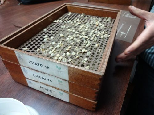 ふるいにかけて選別された日本へよく輸出されるサイズの平豆のサイズ（一番上の箱）