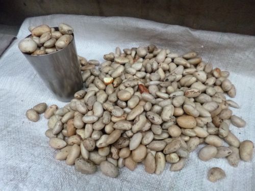 ジャックフルーツの種。カップで量り売り。