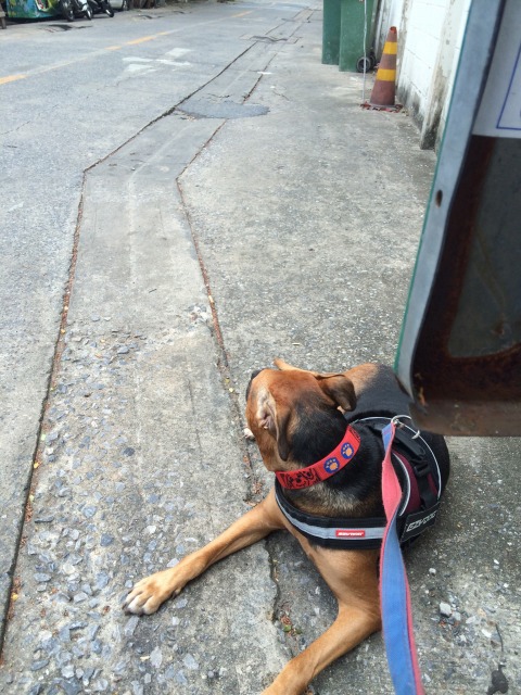 我が家の愛犬も途中で休憩。。。