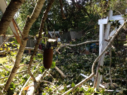 別アングルからみた裏庭