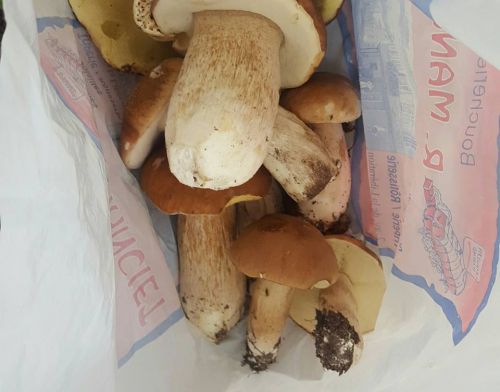 こんな大きくて美味しそうなキノコがとれました