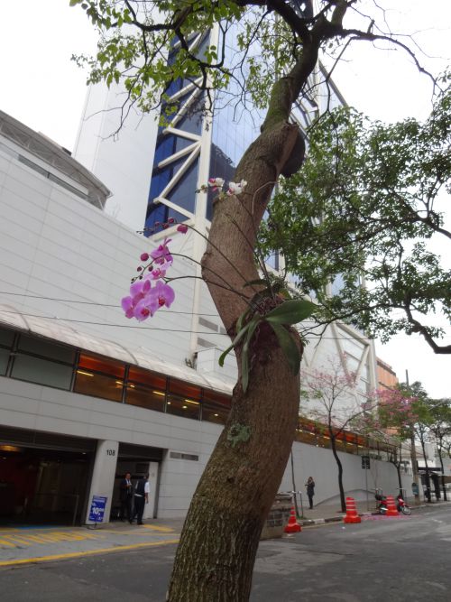 街路樹に着生した蘭