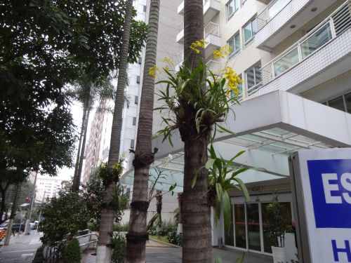 街路樹に着生した蘭