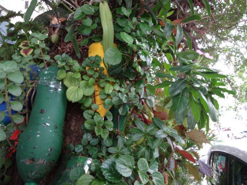 街路樹にくくりつけられたハーブと草花