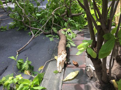 木が折れてる…