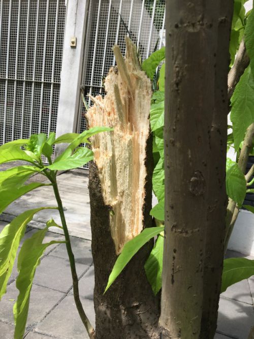 途中からメリメリッと折れた感じです