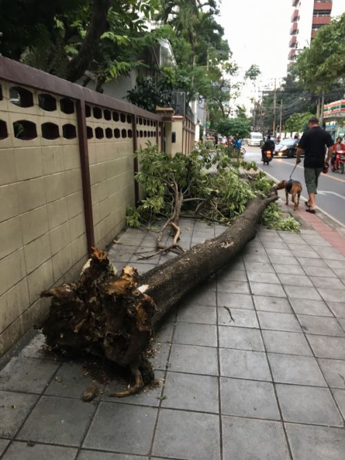 こんな倒木も見かけました