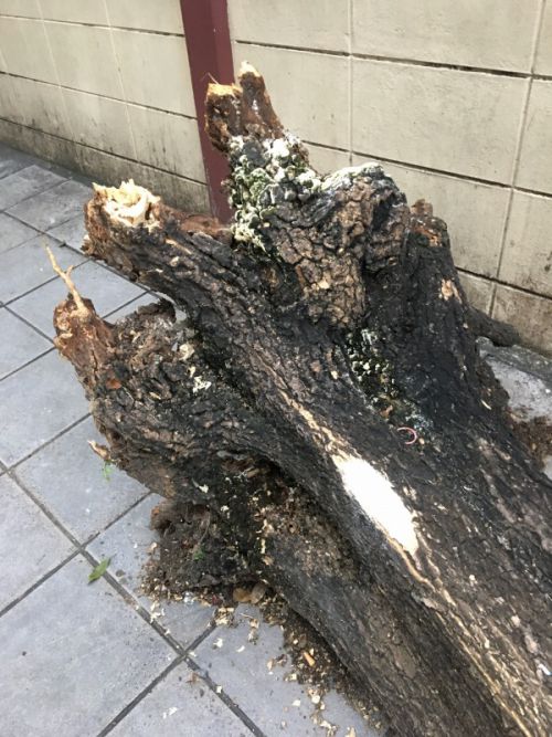 ゾウの足のようです。こちらは雨のせいでしょうか？