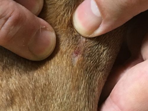 慌てて引きはがしましたが…