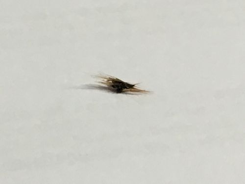 皮膚の中に残っていた黒いもの　コレがダニの口？？