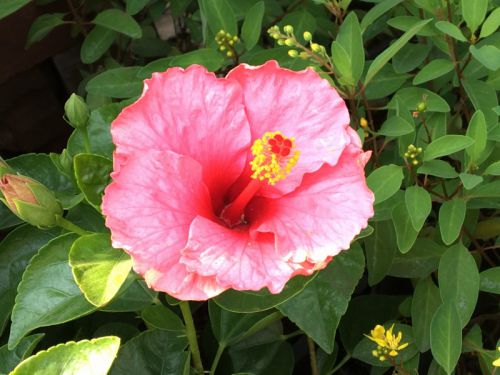 鮮やかなピンクのハイビスカス