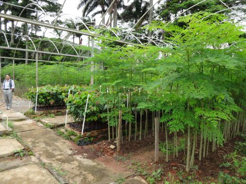 種をまいてから一年ほどのモリンガの苗木