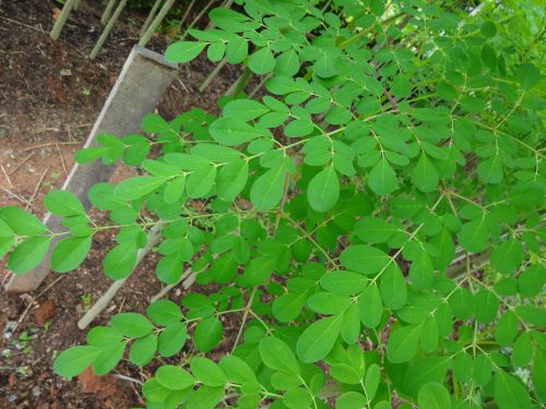 お茶にされるモリンガの葉