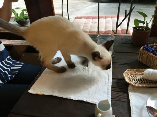 テーブルにピョン！「ケーキはどこ？」