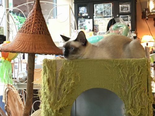 お昼寝したいけど気になって眠れないようです