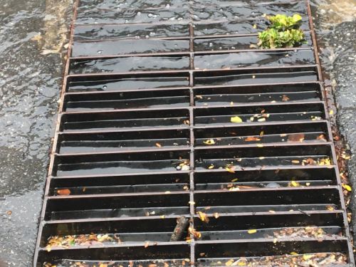 その画像はさすがにお見せできませんが、排水溝はこんな状態でした