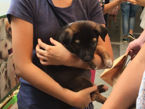 不安そうな子犬　