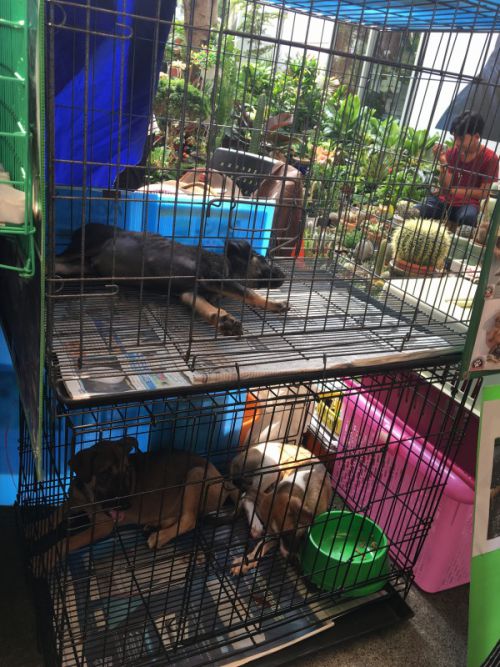 半屋内で暑い中、子犬もちょっとしんどそうです