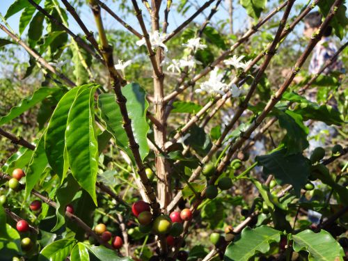 コーヒーの花と実