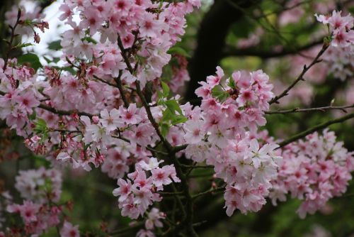 天元宮の桜