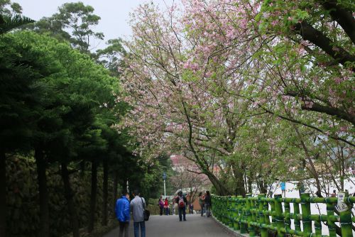 帰り道の桜は葉が目立ちました