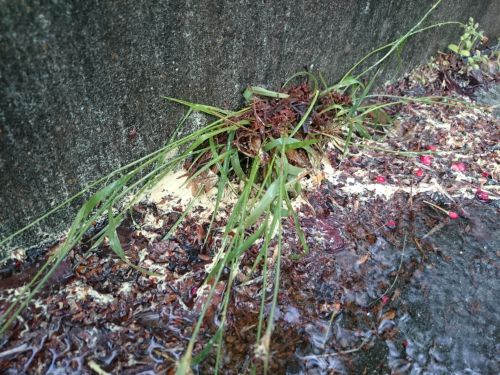 雨の日、水溜まりに花粉が溜まっていました