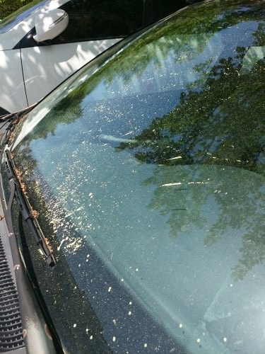 車のドアを開けると、花粉が舞い上がります