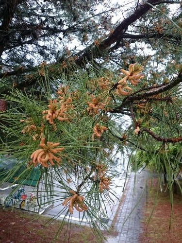 犯人は、この辺りに多い松でしょうか？