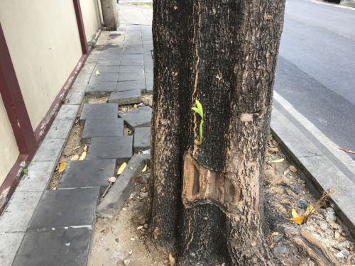 もはや“歩道”ですらありません