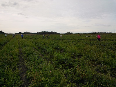 曇天の日曜日。ねらい目でした