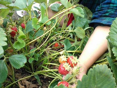 ピークは過ぎていましたが、美味しそうなイチゴがいっぱい